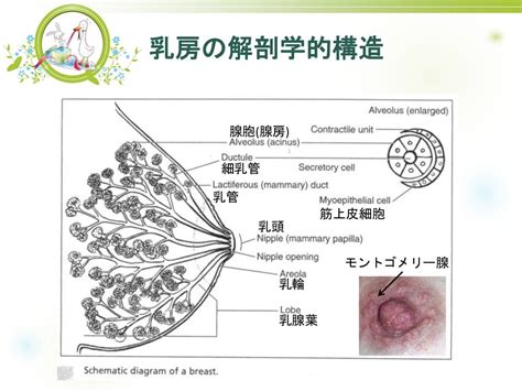 二プルファック|乳腺拡張 (にゅうせんかくちょう)とは【ピクシブ百科事典】